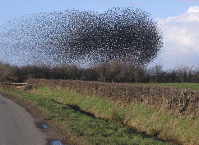 Image of Flocking Birds - You need more than a Website to be successful online, 5 tips to improve your online presence Att: John Holmes [CC BY-SA 2.0 (http://creativecommons.org/licenses/by-sa/2.0)], via Wikimedia Commons